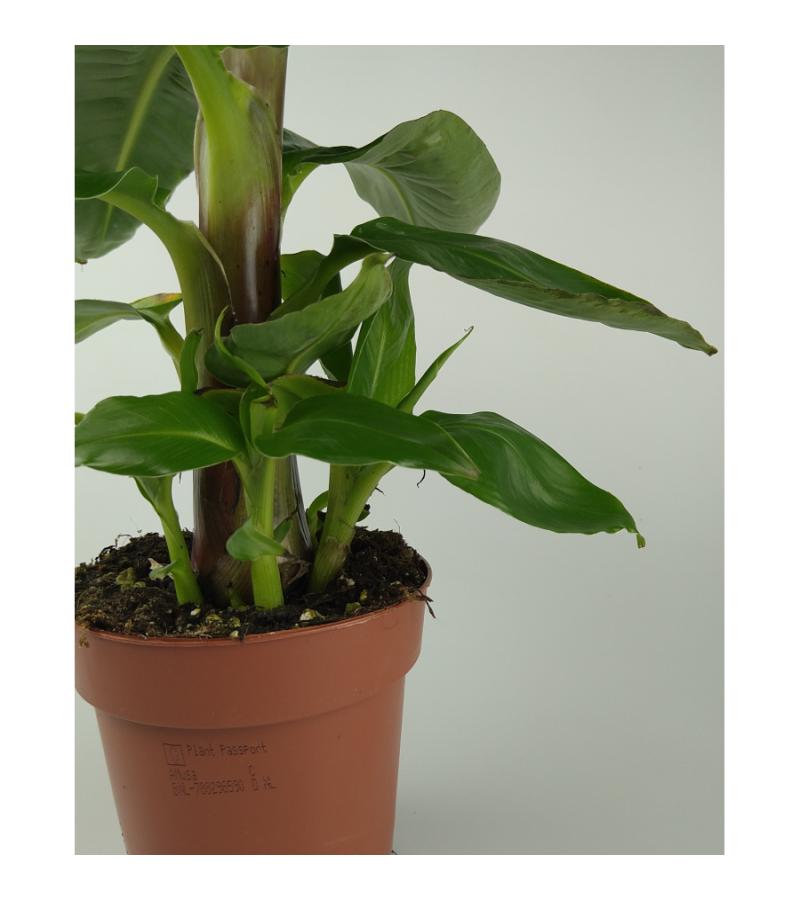 Bananenplant Musa dwarf cavendish XS kamerplant